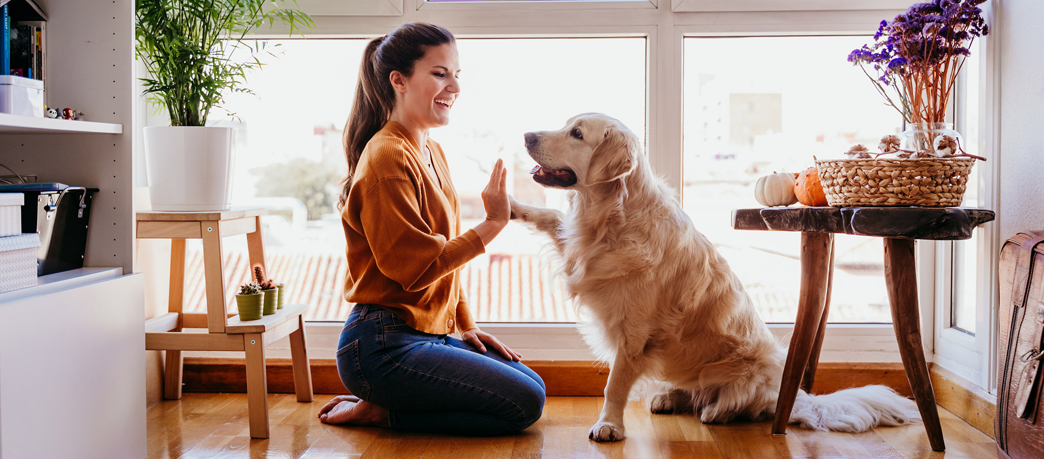 Neue Generation der Hunde-OP- und Krankenversicherung
