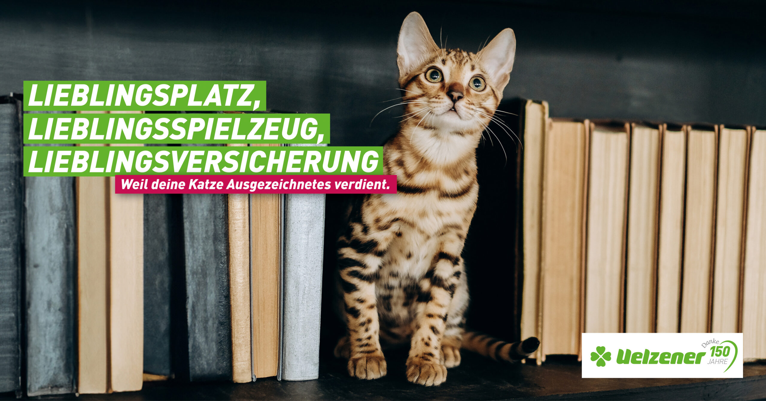 Rundumschutz für Samtpfoten: Uelzener stellt neue Versicherungen für Katzen vor