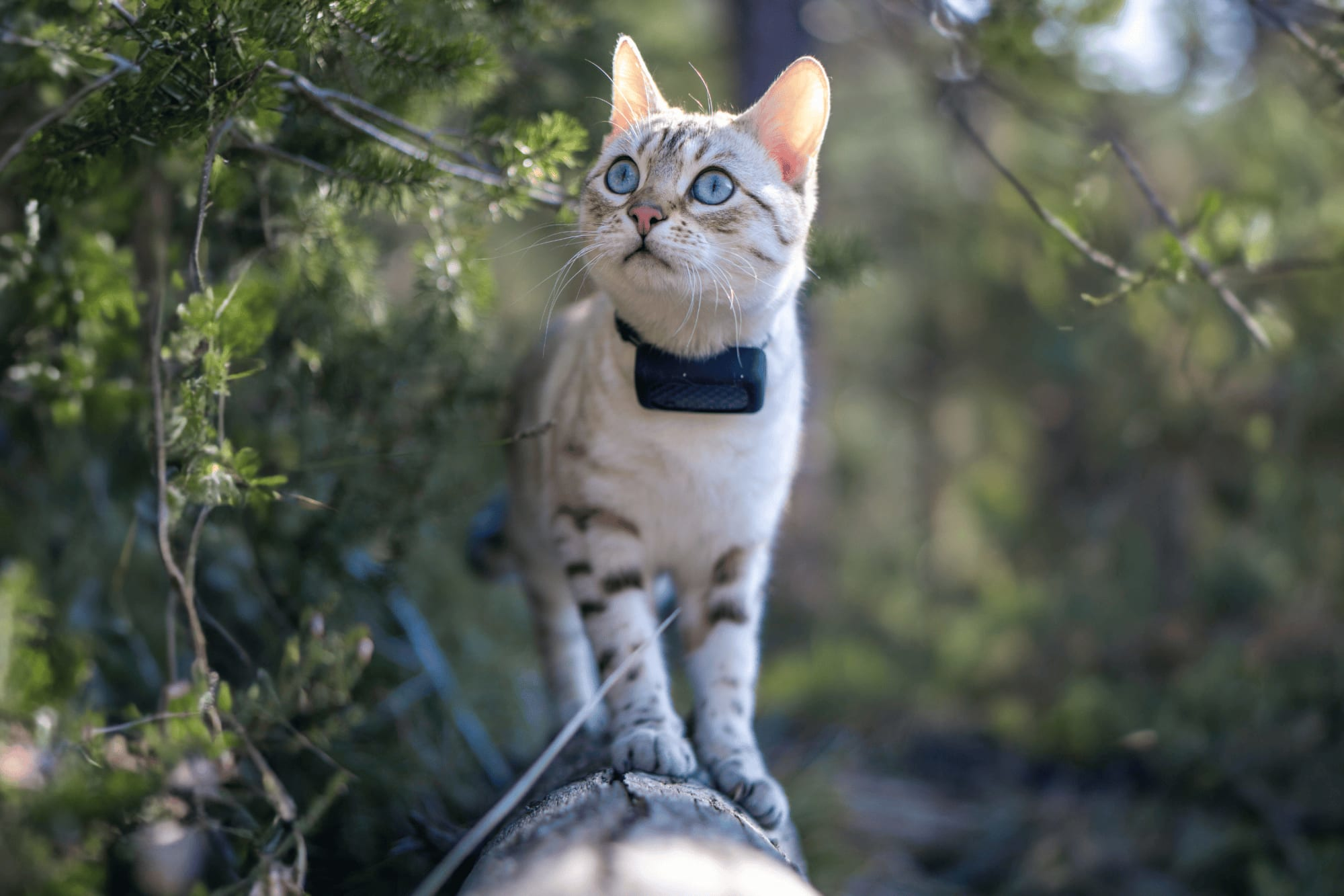 Smarte Vorsorge für Hunde und Katzen: Uelzener kooperiert mit Tractive und übernimmt als erster deutscher Tierversicherer die Kosten für digitales Gesundheitsmonitoring